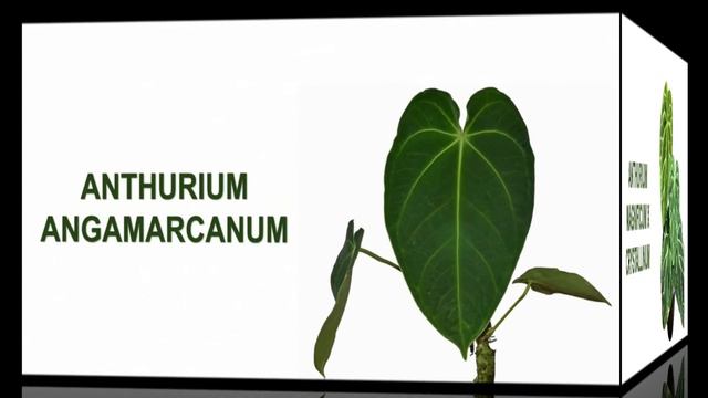 ANTHURIUM FAMILY || VARIETIES Of ANTHURIUM