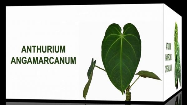 ANTHURIUM FAMILY || VARIETIES of ANTHURIUM
