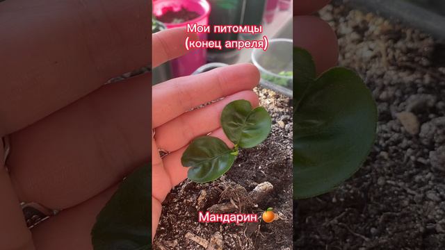 Мои питомцы  #эустома #огурец  #томат  #питахайя  #мандарин