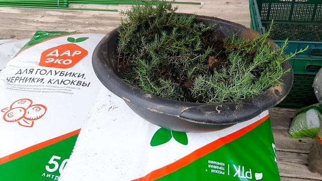 Шикша,водяника, вороника.Подготовка грунта для выращивания.