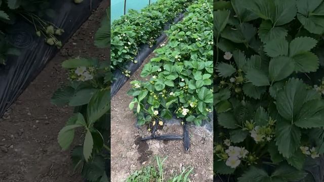 Клубника, сорт Априка 27.04.23#выращиваниеклубники #клубника #новыйурожай #сладкаяягода #ягоды смотреть онлайн