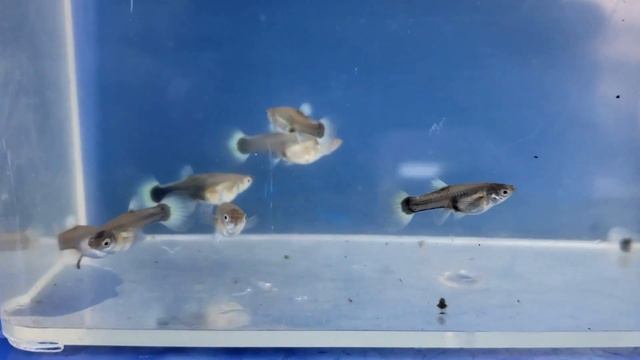 Watch Beautiful Santa Claus Guppies Growing: 1 Day Old to 16 Weeks смотреть онлайн