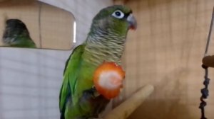 Пиррура говорит вкусно и наслаждается клубникой.