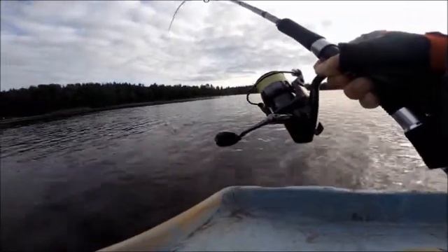 Вот это рыба! Трофейный жерех на уокер экстремальное вываживание. Giant asp fishing. смотреть онлайн