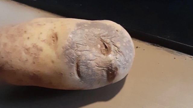 Пауководство для чайников #1 - субстратики смотреть онлайн