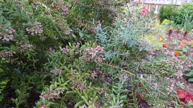 'Rosa's Blush' Blueberry - Vaccinium darrowii 'Rosa's Blush' смотреть онлайн