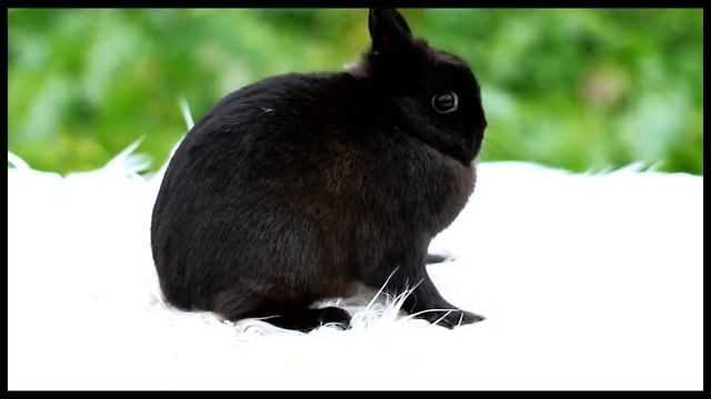 Долина Ветров Лолань (кролик минор) смотреть онлайн