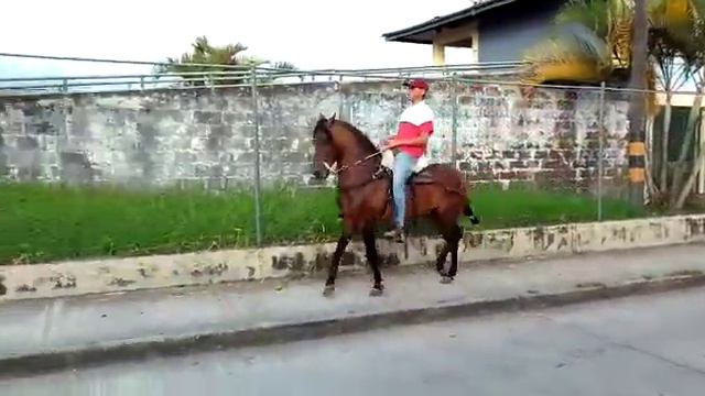 Caballo para la venta смотреть онлайн