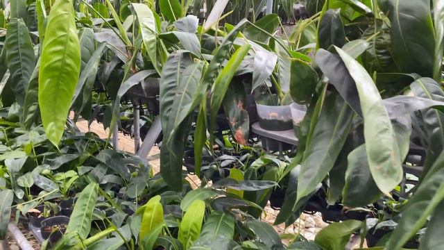 Philodendron patriciae смотреть онлайн