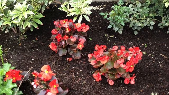 FLOWERBED MAKEOVER ( Red blooms & colour for almost all year long ) смотреть онлайн