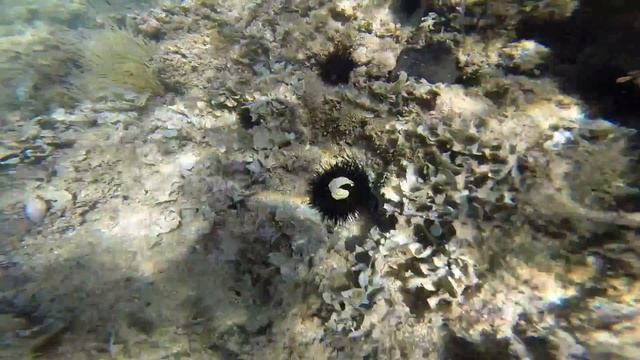 Valalta under water смотреть онлайн