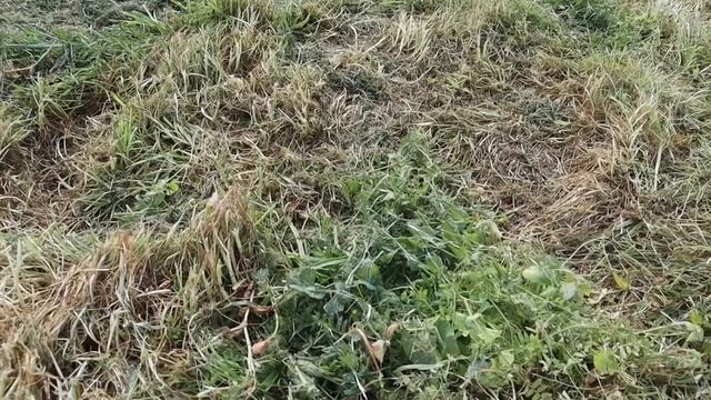 How We Killed All the Weeds in Our Garden! смотреть онлайн