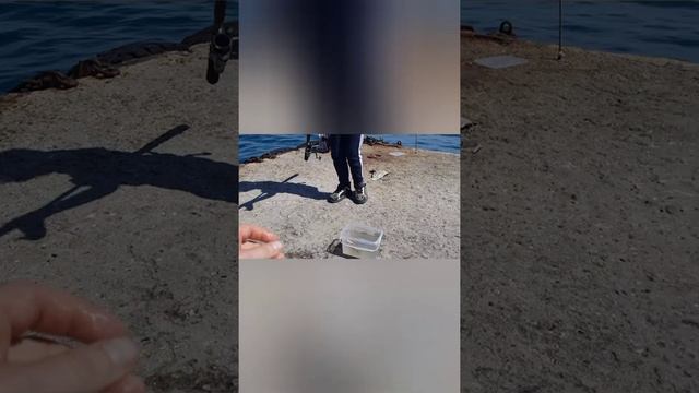 РЫБАЛКА! ПОЙМАЛ КРАБА НА УДОЧКУ! Ловим рыбу в Чёрном море. смотреть онлайн