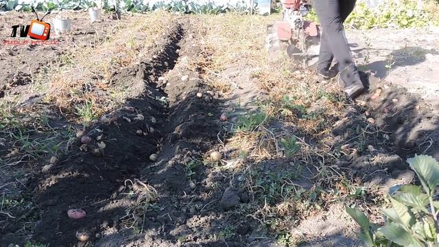 15 минут из жизни мотоблока "Хопёр" смотреть онлайн