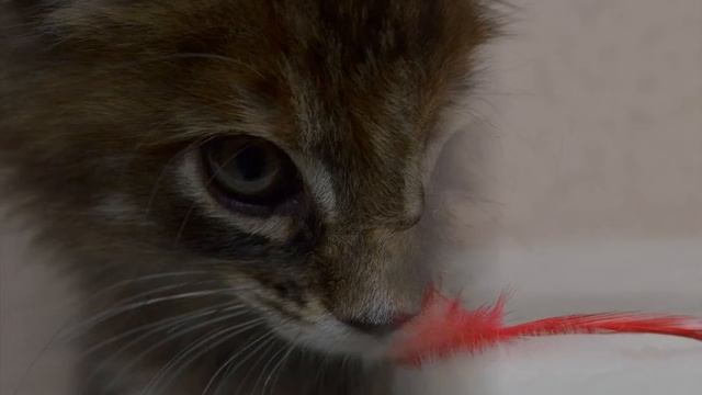 Котенок мейн-кун 1 месяц (baby maine-coon) Sunny Bear Bartalameo*UA смотреть онлайн