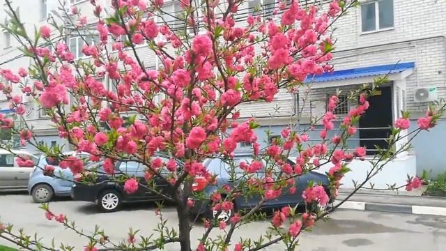 Влог пончики на сгущенке, получила пластиковый полис, смотрим квартиры и цены на них смотреть онлайн