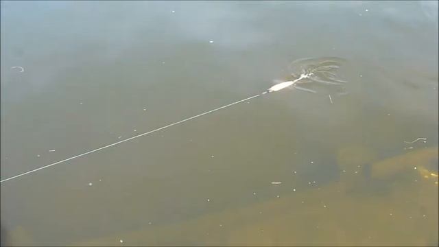 Jerkbaits дайверы Вubuka тесты, техника проводки джеркбейтов