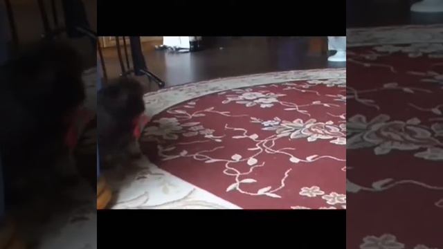 Keeshond puppy Olympic Spirit Galaktiona / Щенок кеесхонда Олимпик Спирит Галактиона смотреть онлайн