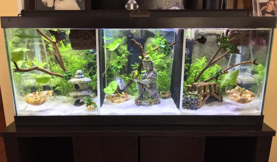 2. Аквариум своими руками. Как правильно сделать аквариум для петушков. П смотреть онлайн