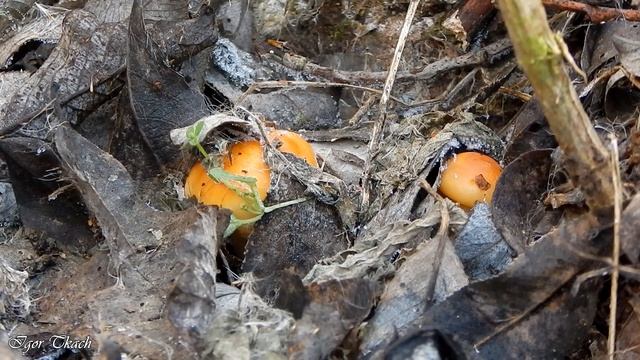 Опеньок зимовий або фламуліна / Enokitake смотреть онлайн