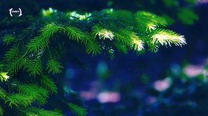 Релакс — Вечерние звуки Цикады и Сверчки для успокоения Души. Расслабление и Медитация [FullHD]