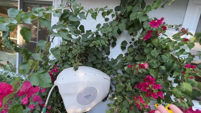 Veggies, Bougainvillea and Lamium! :: Getting Things Done For Fall!:: Zone 9b Small Space Gardening смотреть онлайн