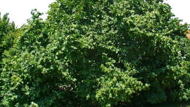 43 Ліщина смотреть онлайн