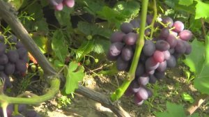 @Виноград Каталония  Ультраранний, хороший виноград