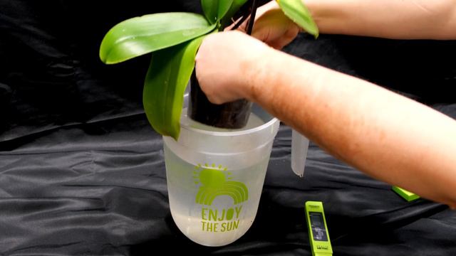 Orchids leaves turn yellow. Main reasons Why. смотреть онлайн