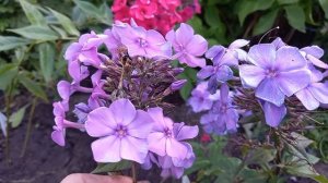 Аида и Блю Пэрэдайз флоксы, отличие