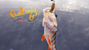 Окунь осенью на ультралайт, ловля окуня осенью