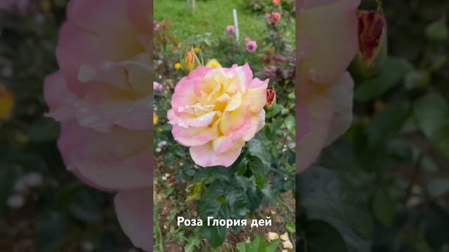 Роза Глория Дей / Gloria Dei смотреть онлайн