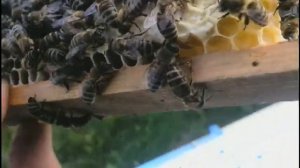 Облёт пчелиных маток в микро нуклеусе из полистирола Пчёлы на Урале
