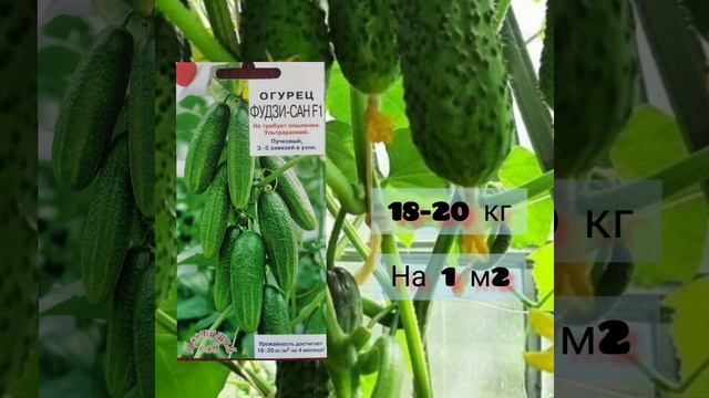Урожайные огурчики на 2022 год смотреть онлайн