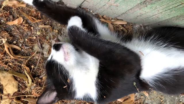 Кошка 🐈 спит и видит сон 🙈 смотреть онлайн