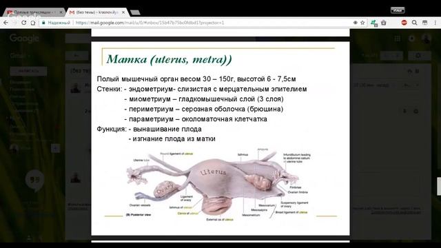 Биология 8 класс 38-39 неделя Репродуктивная система смотреть онлайн