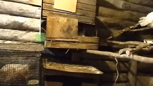 Куры #4 / Итоги первого месяца / Ошибка при покупке / Первое яйцо. смотреть онлайн