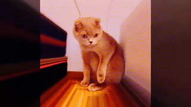 Мой котёнок ? смотреть онлайн