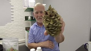 Польза шишки кедра Дальневосточного.