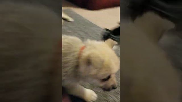 Norwegian Buhund Pups at 5 weeks old. Part 1 смотреть онлайн
