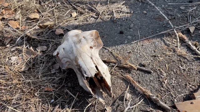 Работа ВПО-136 и TG2 по черепу.