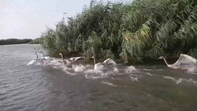 Лебедята смотреть онлайн