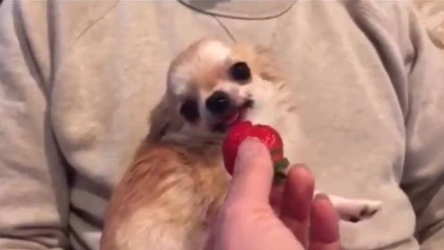 Песель с визгами жрет клубничку )))))) смотреть онлайн