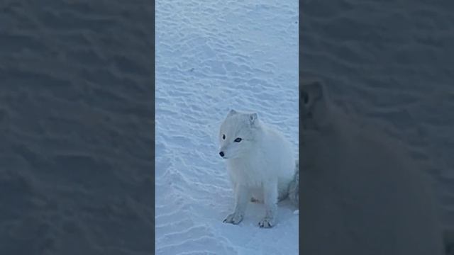 Пушной зверёк.1 апреля.Arctic FOX. смотреть онлайн
