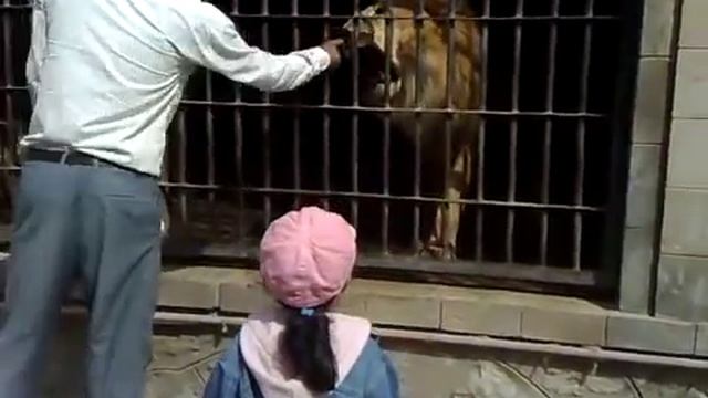 Zoo Taiz, Yemen смотреть онлайн