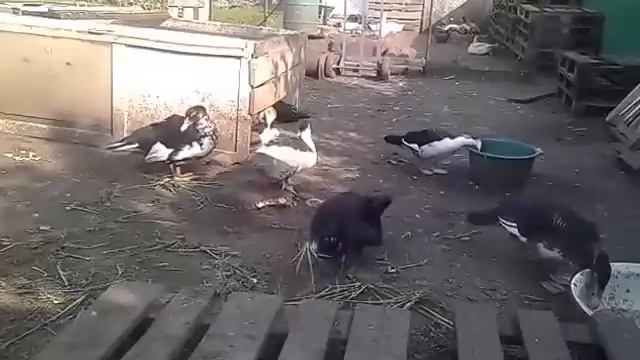 От чего зависит яйценоскость уток. Когда они несутся смотреть онлайн