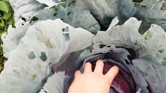 Обзор капусты на даче. Гибриды Мегатон, цветная Скайвокер и Гудман, Карафлекс. Новинка Вероника. смотреть онлайн