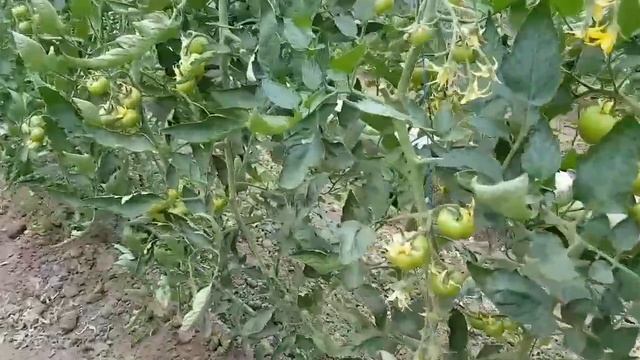 Какой помидор раньше созреет. Пинк буш. Афен. Пинк Шайн. Пинк Парадайз. Сравнительная характеристик смотреть онлайн