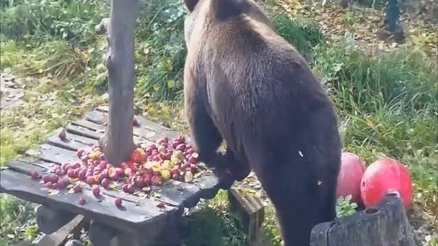 Будни любимого медведя смотреть онлайн