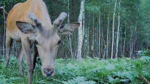 ОЛЕНИ и другие животные летом